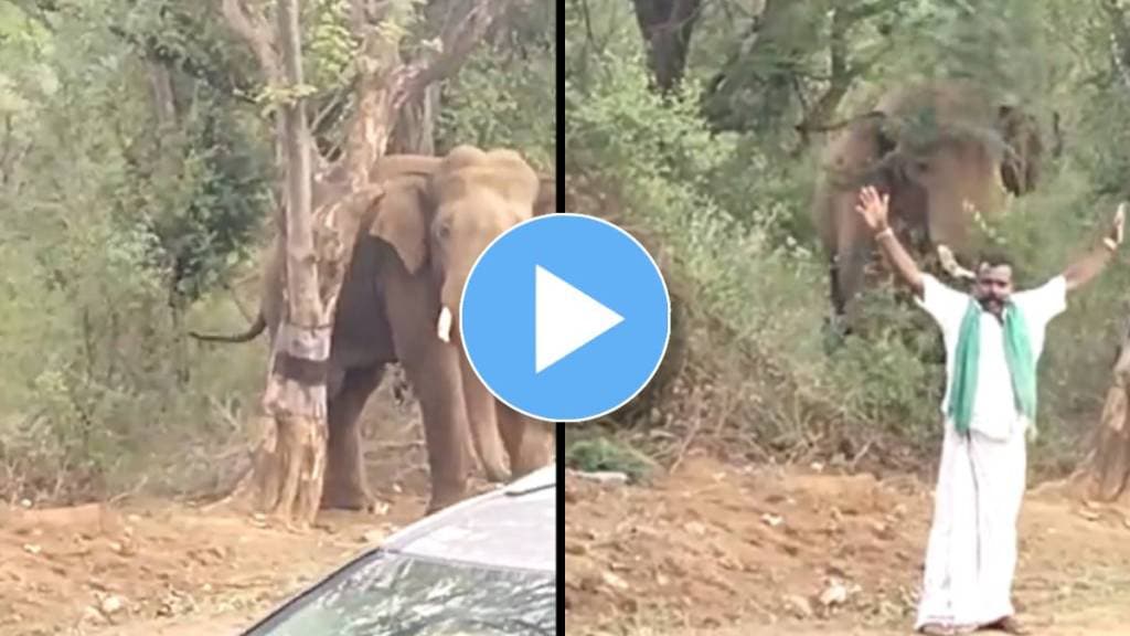 elephant viral video