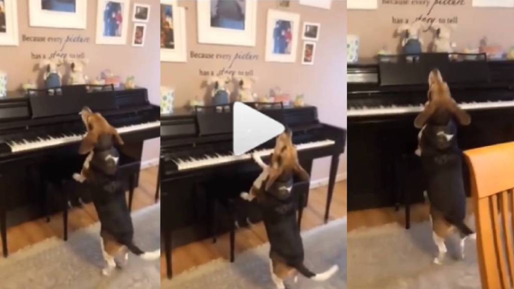 Dog Playing Piano Video: