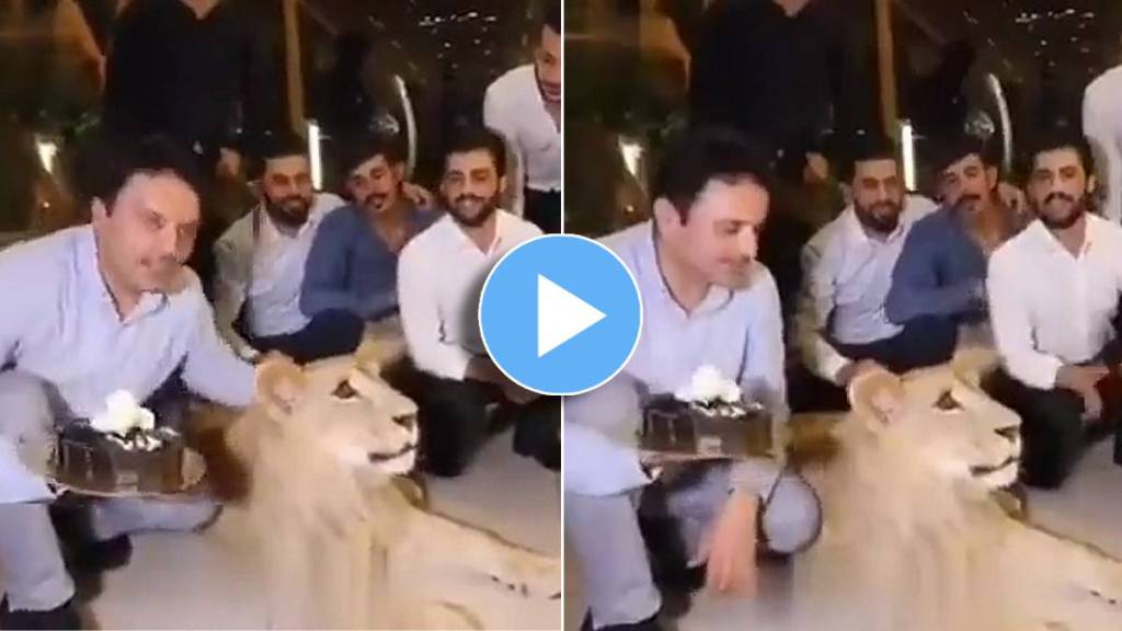 Lioness Birthday Viral Video