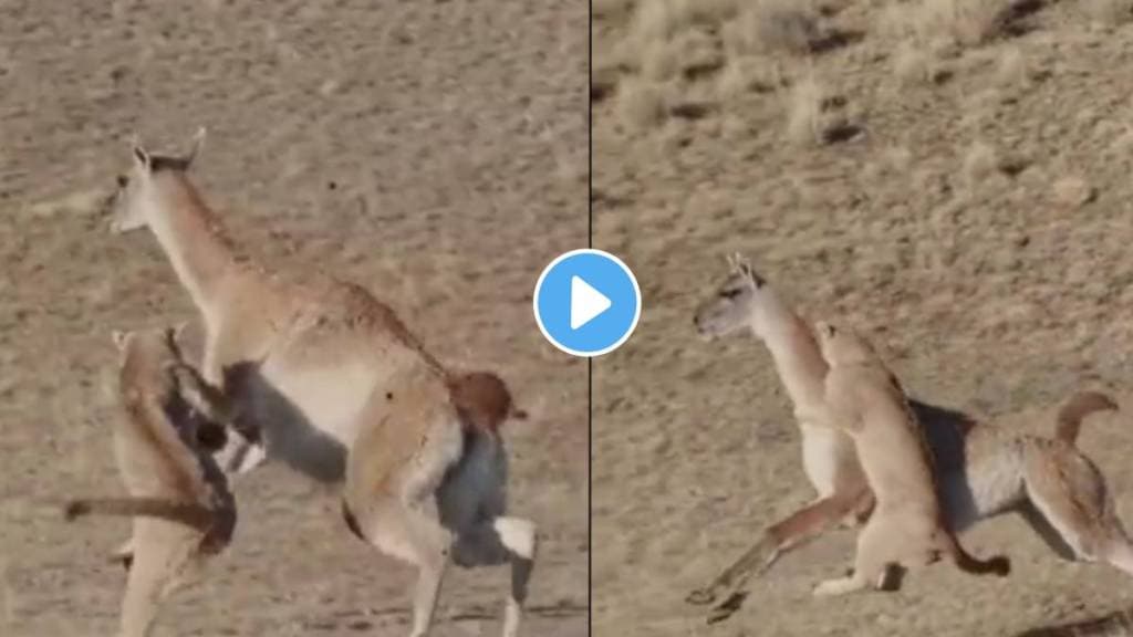 lioness attacked the deer