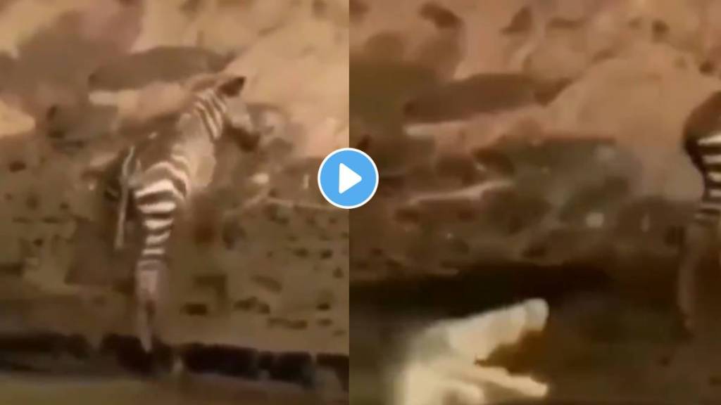 fight video of crocodile and zebra