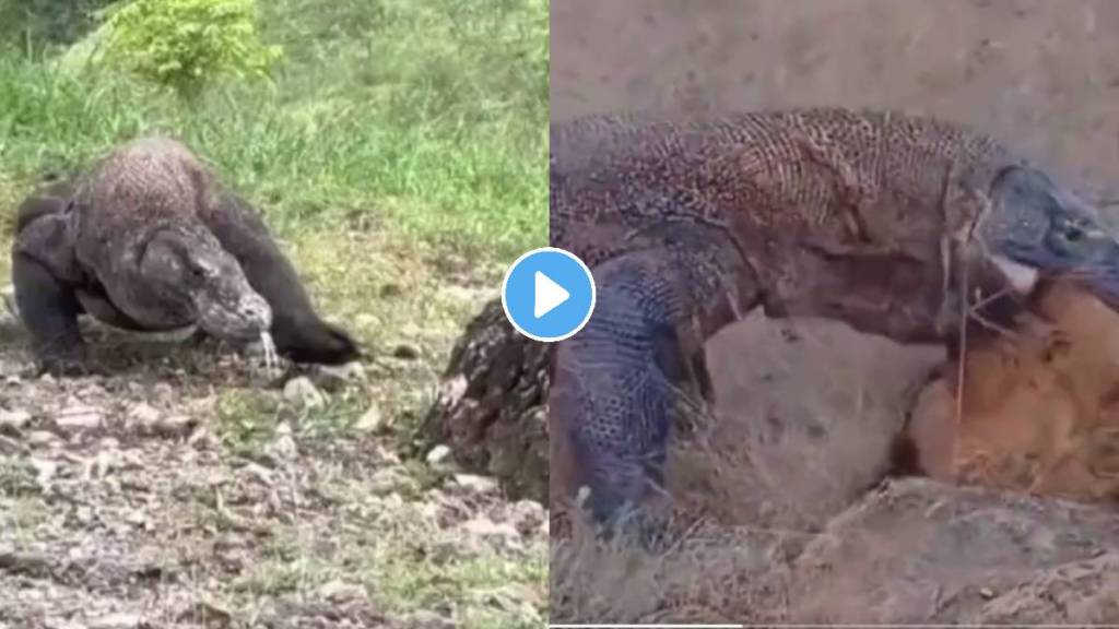 komodo dragon viral video