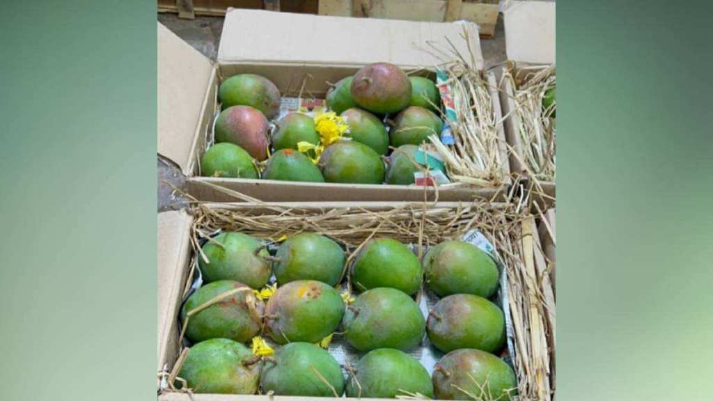 Junnar alphonso season,