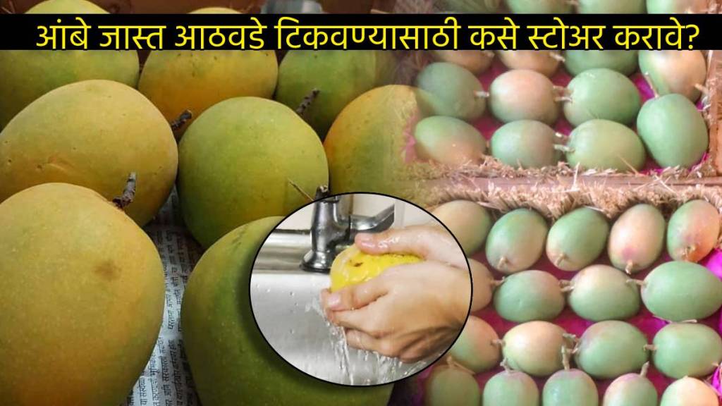 Perfect Ways To Store Mangoes For Longer Shelf Life How To Make Mango Ripe Faster Easy Summer Kitchen Tips