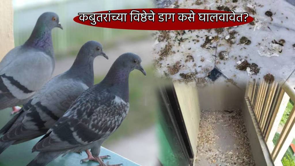 Cleaning Tips For How To Clean Pigeon Poop On Windows Floors Give Clean Home Decor Look To Your Balcony