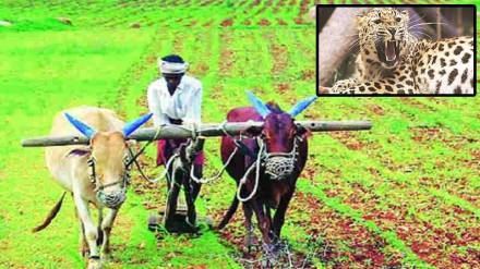 crops damaged animals Maharashtra