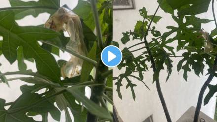 condom on tomato plant