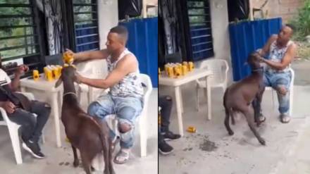 Goat attacked on man for not giving her beer