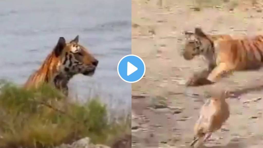 Tiger tries to hunt deer viral video