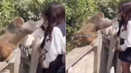 monkey slap girl viral video