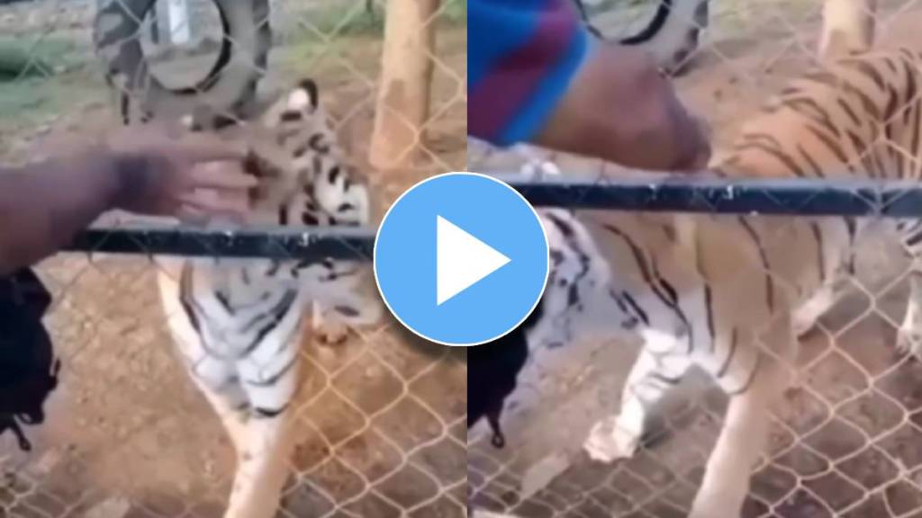 tiger attack video