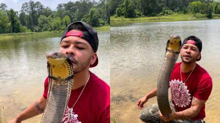 Man kissing 12 feet long king cobra