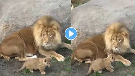 lion scared after cub suddenly came