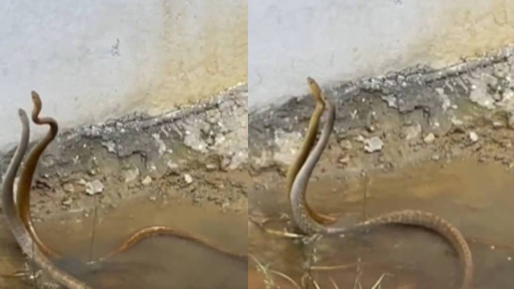 male and female snake video viral