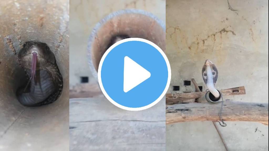 cobra hide in pipe video