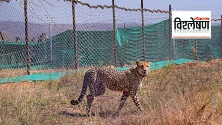 What causes cheetah deaths