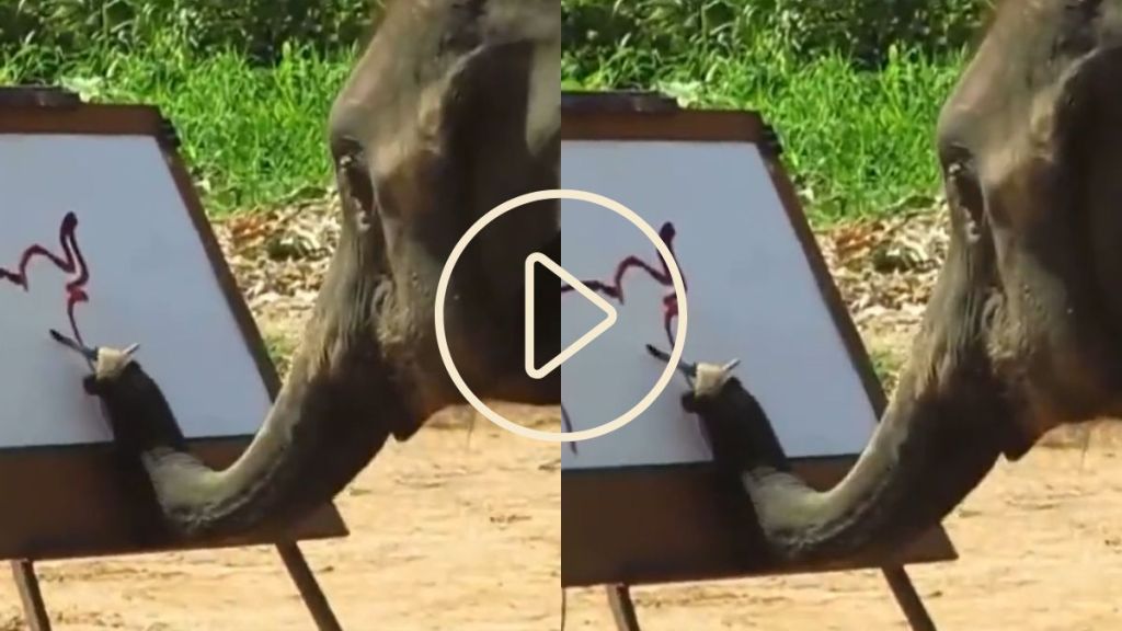 elephant drawing video