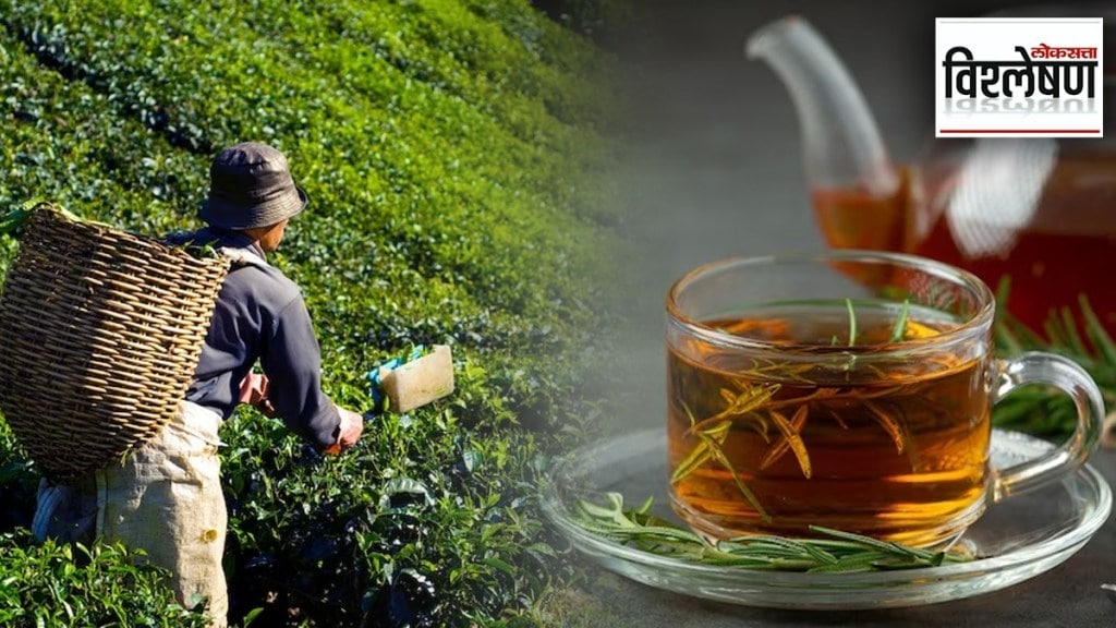 India's tea but origin in China