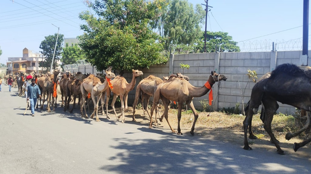 camels reach rajasthan nashik