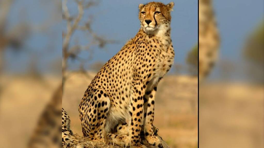 female cheetah daksha died in kuno national park