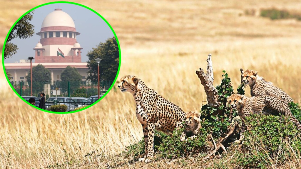 cheetah supreme court