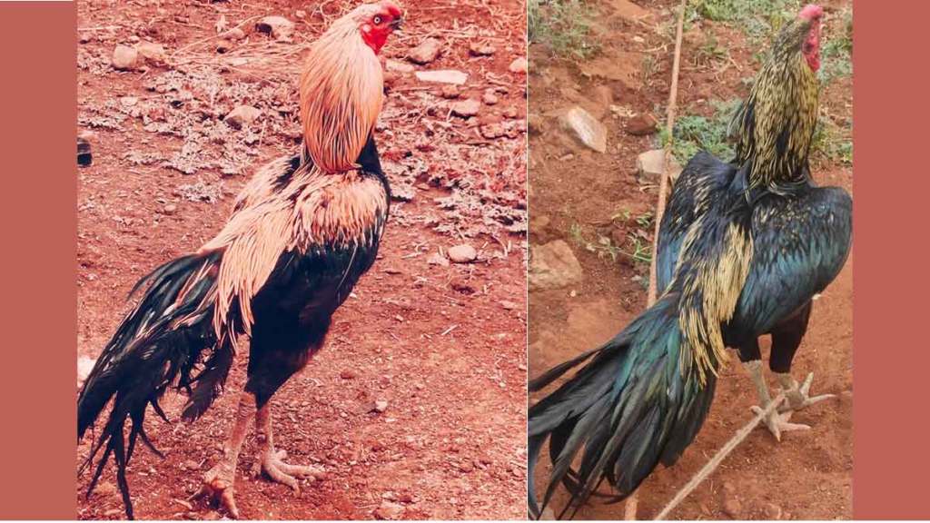 tamil nadu Cock price in maharastra