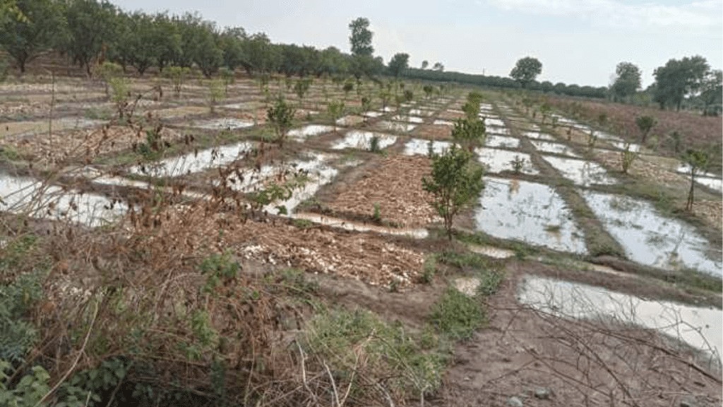 Unseasonal rains damage crops Amravati