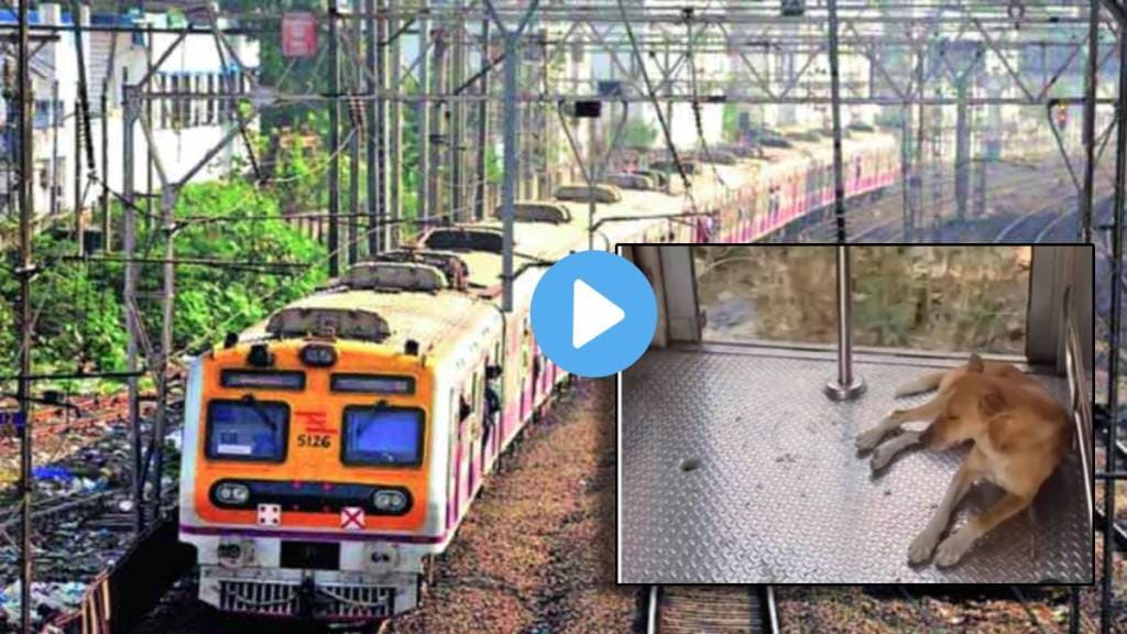 Watch Dog Takes Mumbai Local Train Everyday For Commute Internet Reacts sgk 96