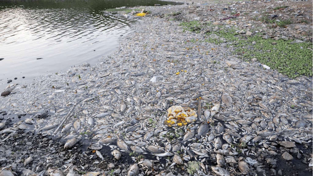 death fish jambhulwadi lake sewage pune