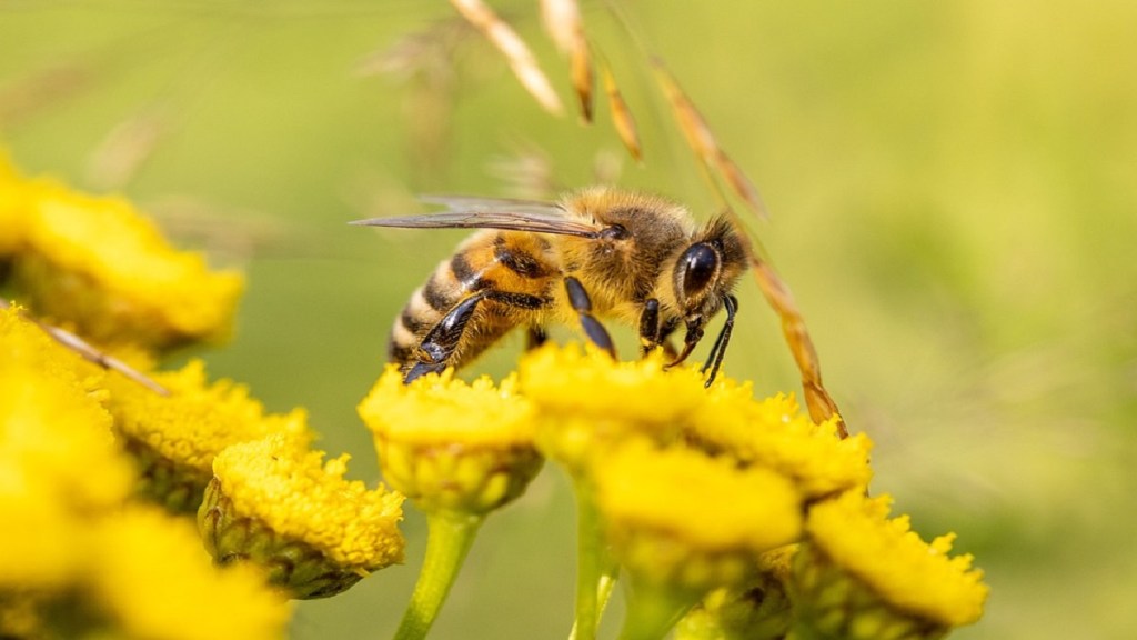 bees attack Sindewahi