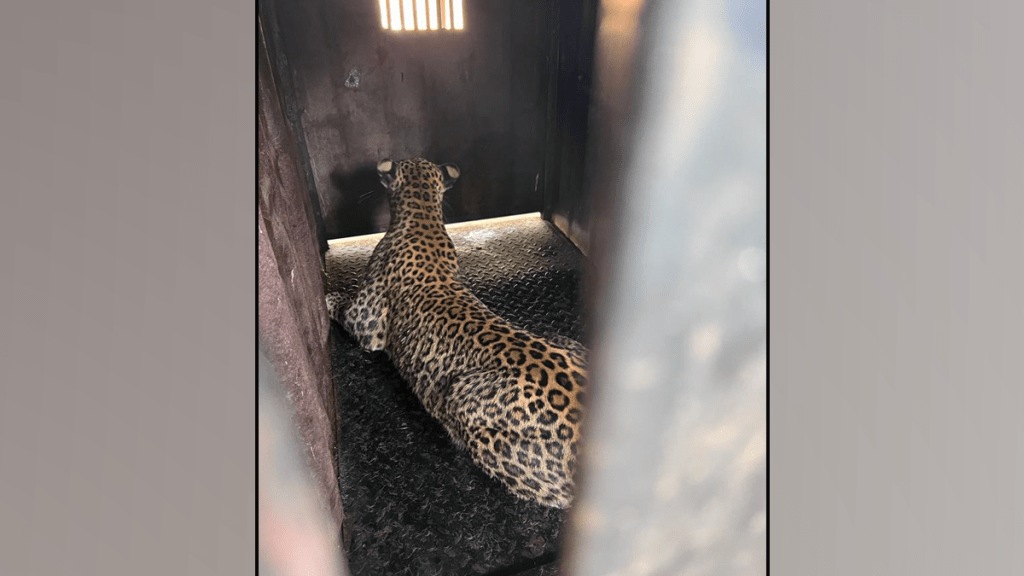 forest department success imprison leopard nashik