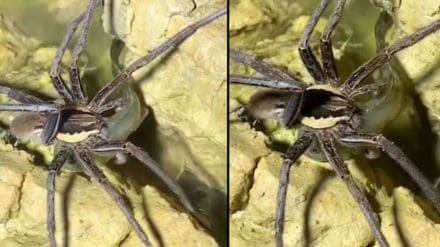 A giant fishing spider Giant spider catches and eats fish viral video horrifies netizens