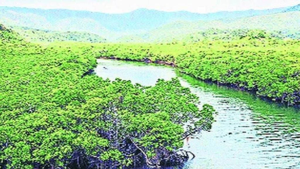 forest department decided to install cctv in mangroves forest