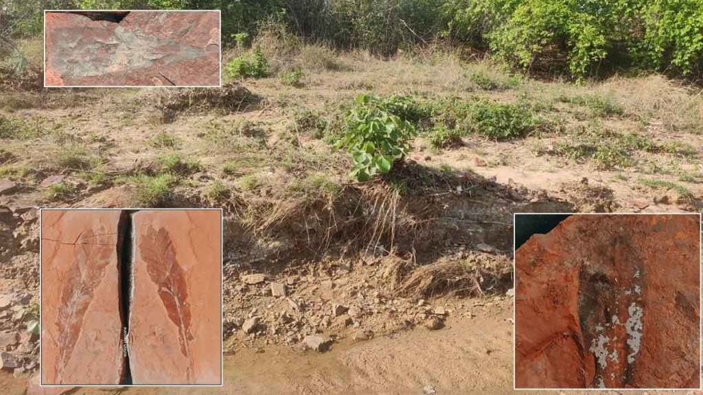 20 million year old tree fossil found near bhadravati