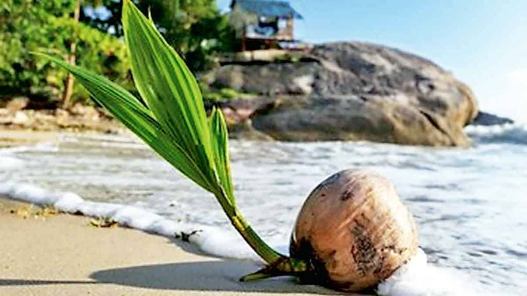 plants found in the ocean