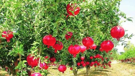 pomegranate farm