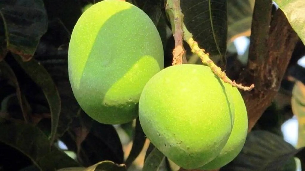 demand for raw mangoes increased