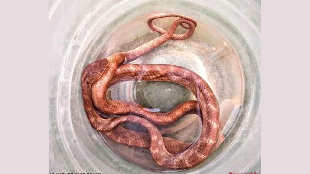 forsten cat snake found in bramhapuri forest