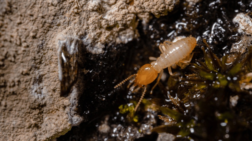 termite