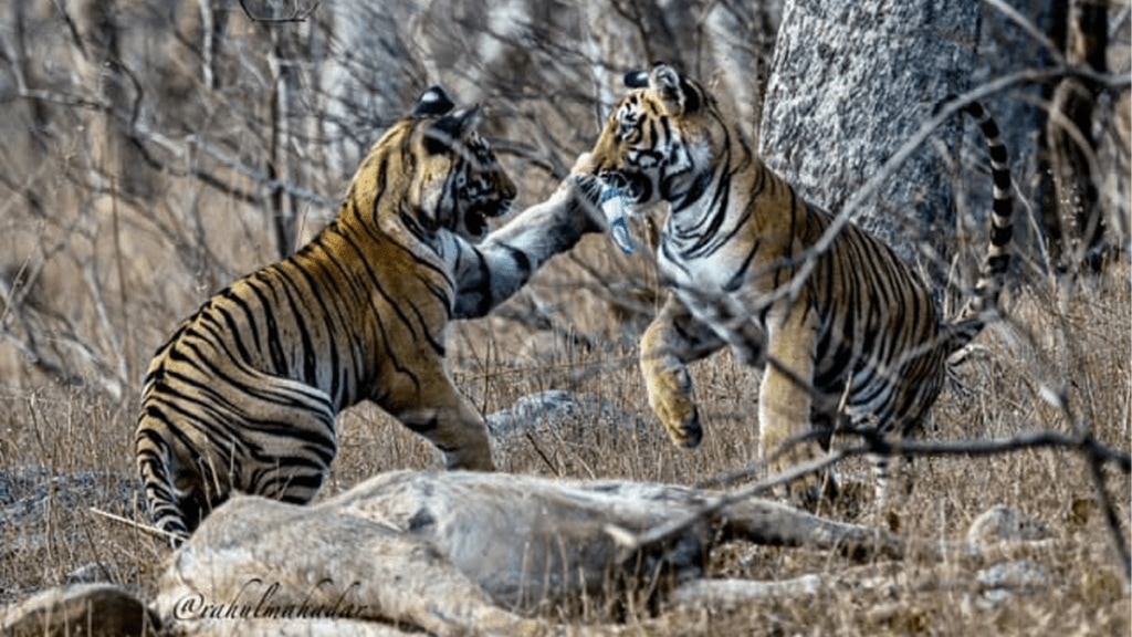 calves Tadoba play Bisleri bottle nagpur