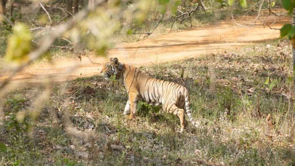 migrate tigress in nagzira navegaon tiger reserve