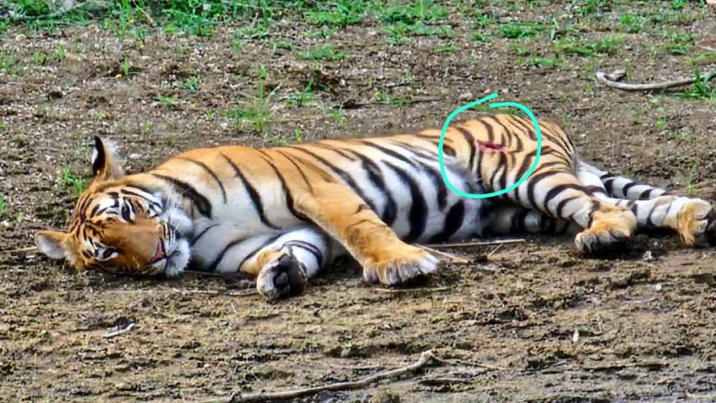 tigress injured while hunting wild boar