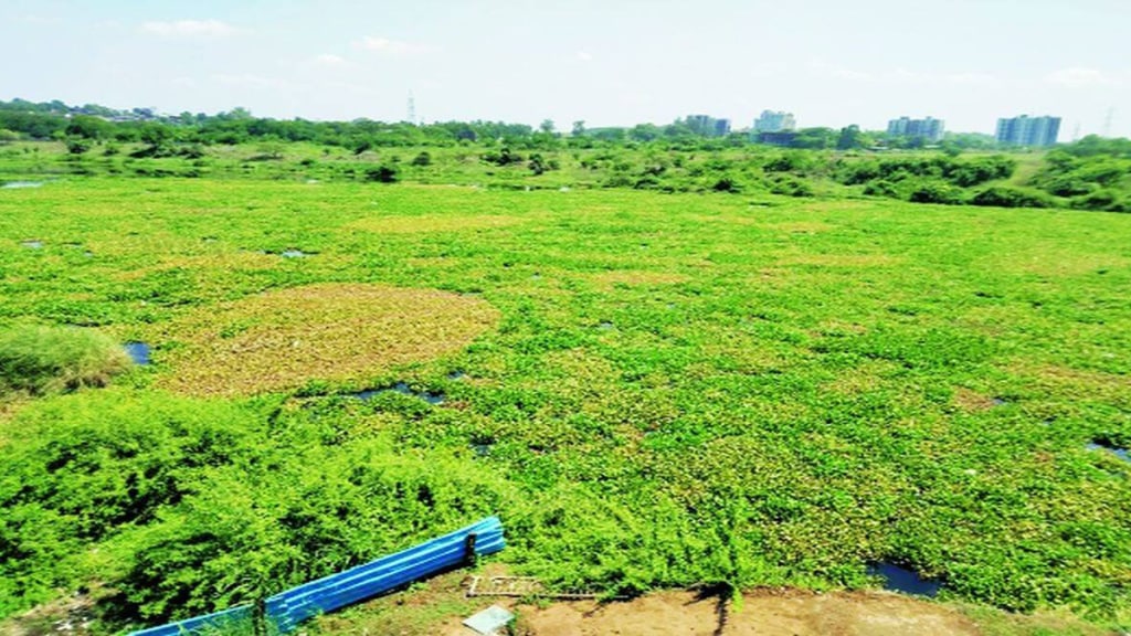 river pollution watercress ulhas river badlapur