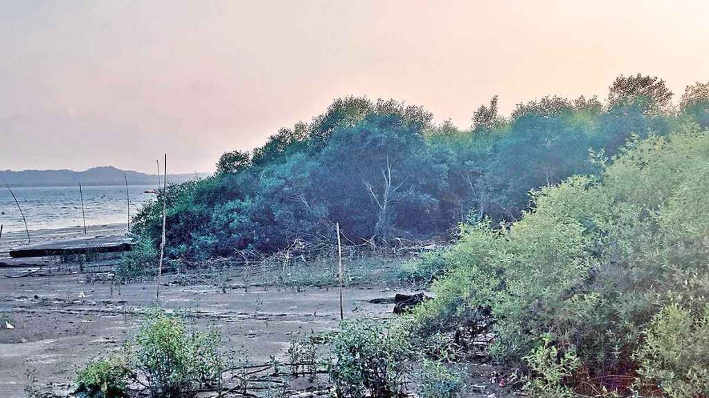 razing mangroves in vasai