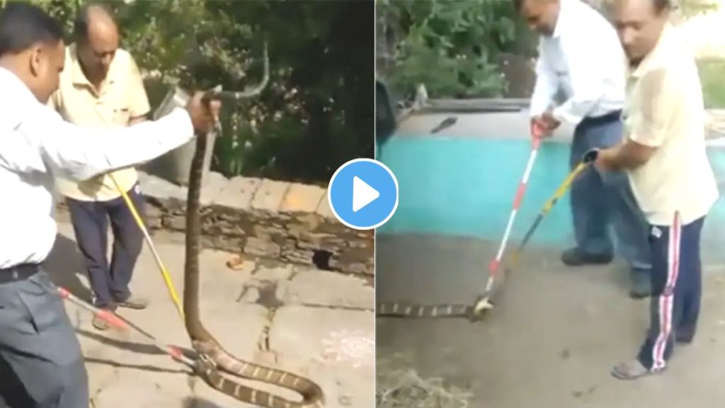 King Cobra Attack Videos