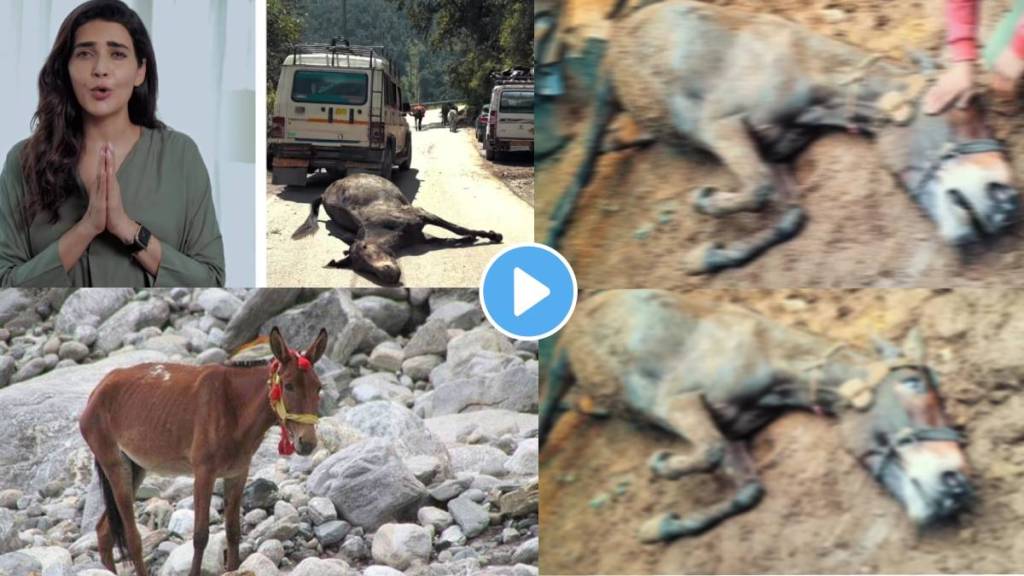 Actress Karisma Tanna shared a video about the serious problem of animals in Kedarnath