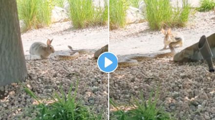 Cobra Attacks Rabbit Video Viral