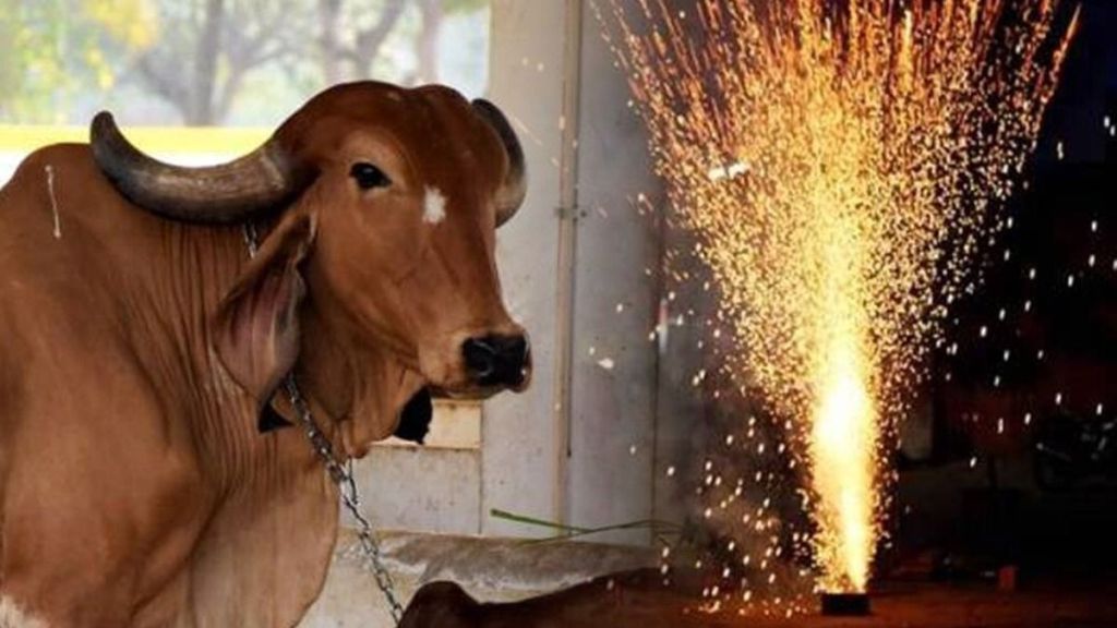 Cow dies bomb explodes in mouth