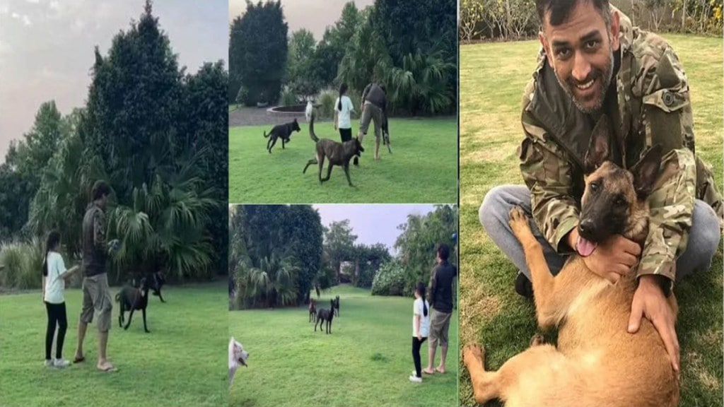 MS Dhoni: Captain Cool was seen playing with dogs after knee surgery daughter Ziva was also seen see Video