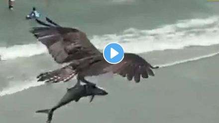 Eagle Hunting Shark Video